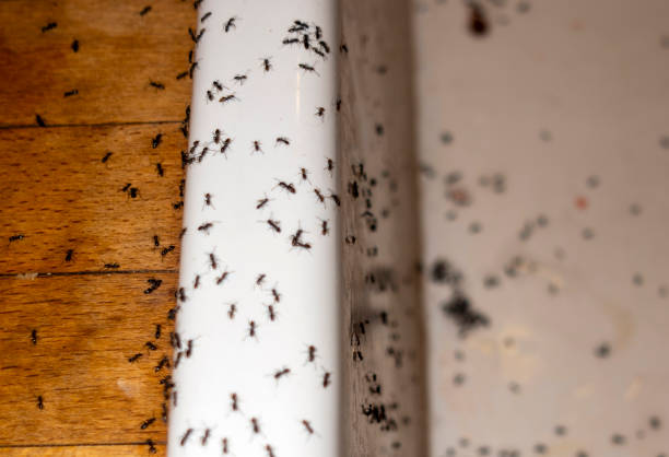 Best Residential Pest Control  in Crestwood Village, NJ